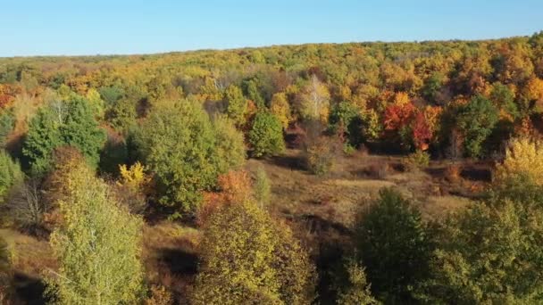 Schöner Herbstwald aus der Höhe. In Zeitlupe über die Herbstbäume aus Grün, Rot und Gelb fliegen. Luftaufnahme des Waldes tagsüber an einem bewölkten, sonnigen Tag. Natur ohne Menschen. — Stockvideo