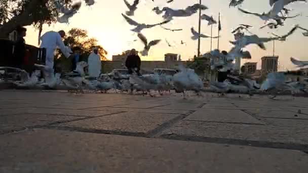 Dubai, Emirados Árabes Unidos - 04 de fevereiro de 2020: A multidão de gaivotas está caminhando ao longo da praça. Grupo desfocado de pássaros luta por comida na rua principal da Praça do Dubai em uma noite deslumbrante e quente ao pôr-do-sol. Pessoas — Vídeo de Stock