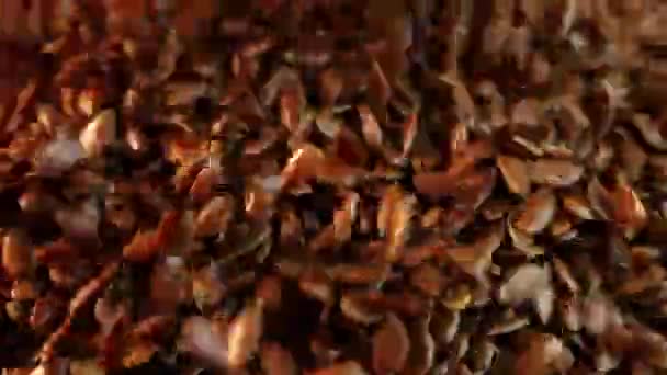 Many flax grains are poured onto the surface, and they create a hill. Close-up view of falling flax seeds on a black background in an isolated room in slightly slow motion. Product for weight loss. — Stock Video