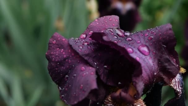 Close-up van Waterdruppels op diep paarse bordeaux irisbloem na regen. Natte blaadjes van paarse bebaarde irisbloem, met verse regendruppels. Reflecties in waterdruppels. — Stockvideo