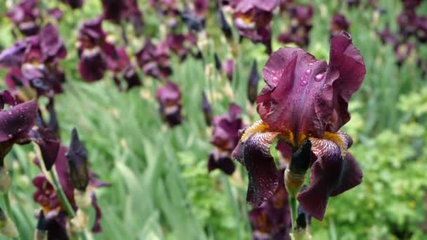 Water drops on deep purple burgundy iris flowers after rain. Wet petals of purple bearded iris flower, with fresh raindrops. Reflections in water drops. — 비디오