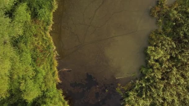 Vue de dessus d'une rivière marécageuse qui coule dans une forêt entre un tas d'arbres verts. au printemps. Vue aérienne d'arbres verts le long de la rivière pendant la journée, vue. Départ pour la nature le jour d'automne . — Video