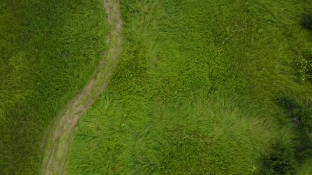 Flygfotografering från ovan av tjockt grönt gräs på eftermiddagen. Grönt fält med väl växande gräs. Vägen som drivs av bilar bland grönska. Ovanifrån av gröna övergivna fält. Vacker natur. — Stockvideo