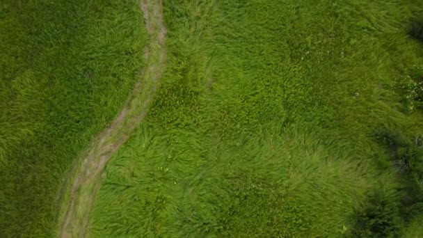 Disparo aéreo desde arriba de hierba verde gruesa por la tarde. Campo verde con hierba bien crecida. El camino conducido por los coches entre la vegetación. Vista superior de campos verdes desiertos. Hermosa naturaleza . — Vídeos de Stock