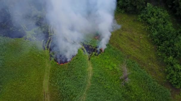 Eld i skogen. Flygfoto av att sprida eld genom det gröna gräset på ett fält och tjock rök. Flammande eld bränner gräs och träd. Katastrof och skador på naturen. Farligt fenomen, ovanifrån. — Stockvideo