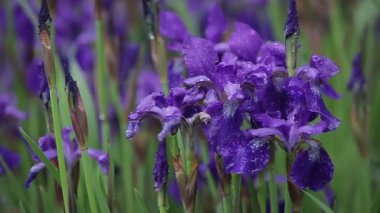 Mor çiçekleri küçük bir rüzgar sallıyor. Güzel mor iris çiçeklerinin yakın çekimi. Romantik ve güzel iris çiçekleri bahçede yetişir. Rüzgarlı havada satılık cazip bitki örtüsü..