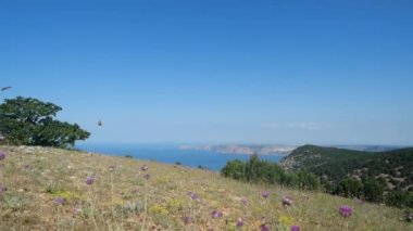 Turuncu renkli güzel kelebekler Karadeniz ve Ukrayna 'nın arka planında leylak çiçekleri ve çimlerin üzerinde gelişigüzel uçuyor. Denizin ve gökyüzünün silüeti ağır çekimde.