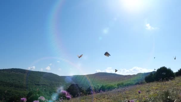Mnohobarevní motýli létají nad květinami na opuštěném poli. Jasné sluneční paprsky dopadají na omračující přírodu. Horská krajina panorama s oblohou. Létající hmyz přes trávu a květiny na jaře. — Stock video