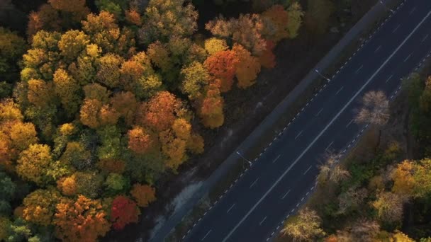 A nice smooth asphalt road for cars passing through a large and beautiful dense forest near the city. Sunny and warm weather for a walk in the forest. Top view of many trees and the road between them. — Stock Video