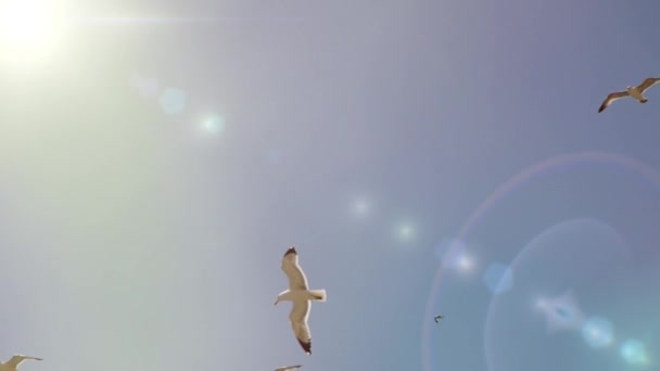 Las gaviotas del mar blanco se elevan en el soleado cielo azul sin nubes, de frente. Vuelos de hermosas aves marinas a regiones cálidas con el telón de fondo del resplandor del sol y los rayos en un clima cálido de verano . — Vídeos de Stock