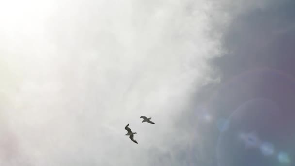 Seagulls proudly soar above the ground. Flying white sea birds against the background of a prolonged cloudy sky and sun glare. Front shot of a beautiful sea gull in the blue sky in the summer season. — Stockvideo
