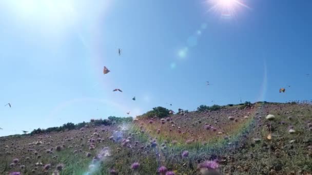 Banyak kupu-kupu indah terbang di atas bunga ungu dan rumput di lapangan dengan latar belakang matahari yang menyilaukan dalam gerakan lambat. Shot kupu-kupu terbang di atas alam pada hari musim panas. — Stok Video