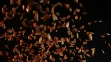 Yararlı keten tohumları pürüzsüz siyah bir masaya düşer. Yumuşak bir yüzeye saçılmış keten tohumlarının yakın görüntüsü. Tohumlar kilo vermek ve cilt ve saç tedavisi için kullanışlı. Vücut için sağlıklı ürün.