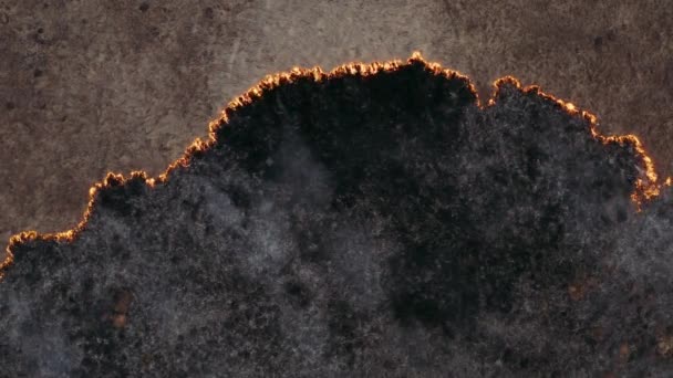 Top view and flying over the field with a line of fire. Epic video shooting, smoke clouds, the spread of fire. Deforestation, burning of dry grass. Climate change and ecology. Uncontrolled rural fire — Stock Video