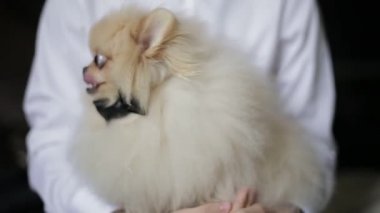 Close-up shot of cute white spitz with a black bow held by a man in white shirt. Favorite dog sitting on the hands of the owner and enjoys the attention. Stylish wonderful smiling funny pet on hands.