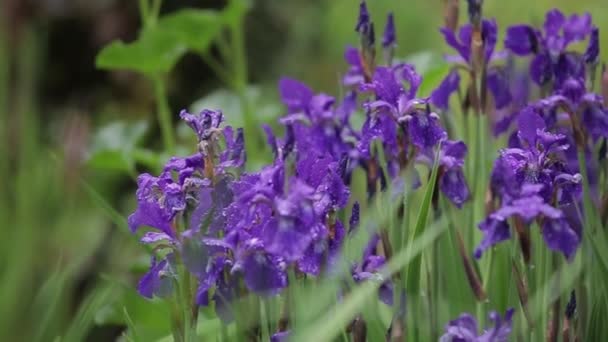 背の高い草に虹彩の花を咲かせ、わずかな風から揺れます。風の強い日の午後に美しい紫色の花。デートの女の子のためのロマンチックな贈り物。間近で見ることができる魅力的で新鮮な植物. — ストック動画