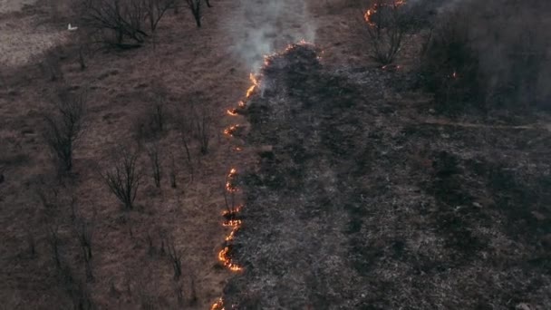 トップビューと火のラインでフィールド上を飛んでいます。壮大なビデオ撮影、煙雲、火災の広がり。森林破壊、乾燥した草の燃焼。気候変動と生態学。制御不能な田舎の火災 — ストック動画