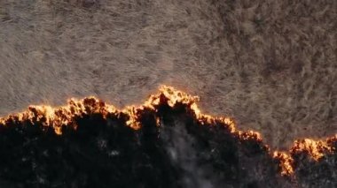 Doğal afet, yanan tarla. Destansı hava fotoğrafçılığı, duman bulutları ve yangın yayıldı. Ormanların tahrip edilmesi, kuru otların yakılması. İklim değişikliği ve ekoloji. Kontrolsüz kırsal yangın