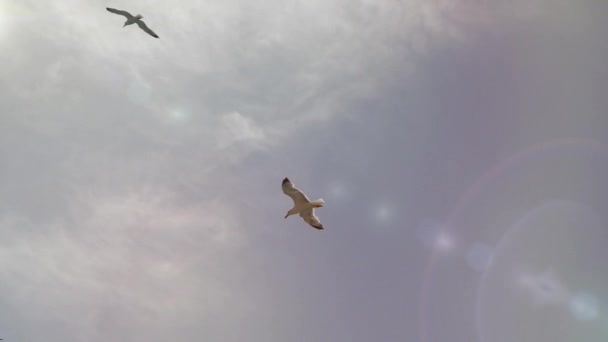 Tournage d'en bas le beau vol de deux ravissantes goélands dans le ciel bleu sur un fond de nuages et d'éblouissement du soleil. Une paire d'oiseaux de mer blancs vole dans le ciel nuageux par temps chaud et ensoleillé . — Video