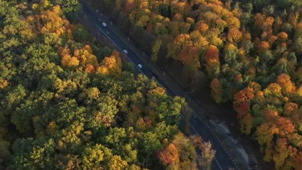 Carretera con buen asfalto para coches entre los árboles de un gran bosque urbano, vista superior. Clima soleado y cálido para un paseo por el bosque. Hermoso bosque de otoño desde una altura. Carretera para coches desde arriba . — Vídeos de Stock