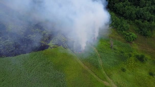 Farlig brand in på gräset nära skogen, ovanifrån. Flygfoto av tät rök från en brand i fält nära skogen under dagen. Flygfoto över en skogsbrand i gröna fält från varmt väder. — Stockvideo
