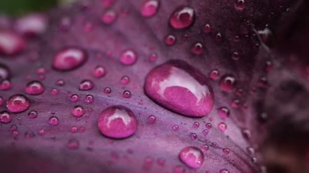 Primer plano de gotas de agua en la flor de iris de color púrpura intenso después de la lluvia . — Vídeos de Stock