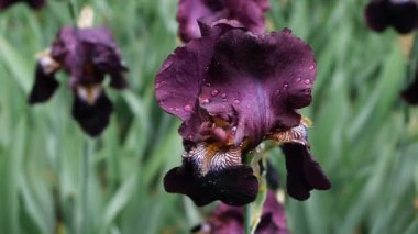 Yakın plan su damlaları yağmurdan sonra koyu mor zambak çiçeğine düşer..