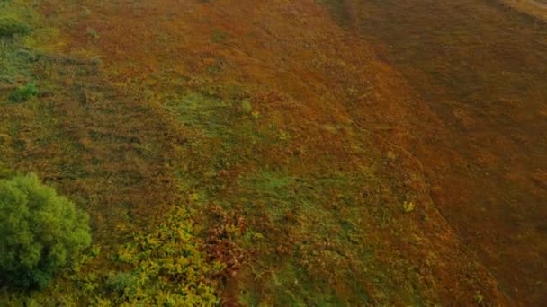 Fotografie verticală aeriană de câmp mare nelocuit cu iarbă verde și maro, copaci, mlaștini, râuri, drumuri goale. Vedere de sus a zonei rurale a câmpului. Câmp fertilizat de la înălțime. Natura de sus — Videoclip de stoc