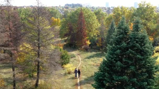 Blick von hinten auf ein älteres Ehepaar, das Händchen hält und im Wald zwischen Herbstbäumen, Tannen außerhalb der Stadt spaziert. Mann und Frau spazierten romantisch im Wald und atmeten frische Luft — Stockvideo