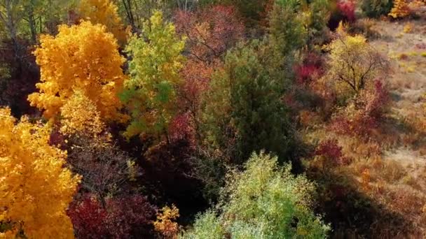 Top view of beautiful forest with colorful trees of yellow light green burgundy color. Aerial shot in morning in the warm sunny weather of forest nature in Kharkov, Ukraine. Relax cozy in fresh air. — Stock Video