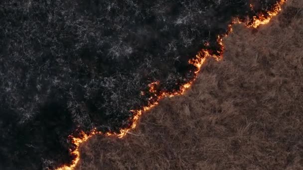 O fogo selvagem espalha-se pela estepe da floresta. Um grande incêndio perto da aldeia. Grama seca no campo queima, fumaça sobe do chão, desastre ambiental . — Vídeo de Stock