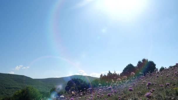 Avvicinamento colpo di un volo di farfalle colorate sopra l'erba e bei fiori lilla sullo sfondo di un paesaggio montano con una foresta in autunno caldo tempo al rallentatore in Crimea . — Video Stock