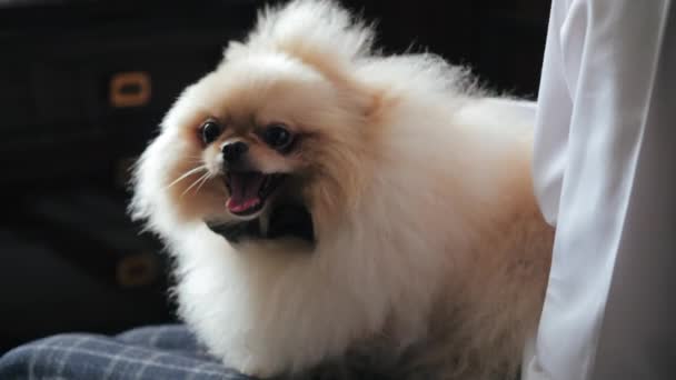 Close morning shot of cute white fluffy spitz with black bow on the knees of an owner petting him. Man sits on a bed in white shirt and checkered pants caresses his dog in a room of respectable hotel. — Stock Video
