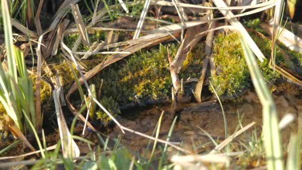 Close-up zicht op de huidige kleine beek onder het gras, verlicht door de felle lentezon. Water stroomt tussen groen en droog gras. Een smalle stroom water stroomt in de grond. Prachtige natuur. — Stockvideo