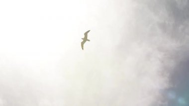 Güneşli bulutların, güneş ışınlarının ve ışıltıların arka planına karşı yerin üstünde uzun ve güzel bir deniz martısı uçuşu. Bahar havasında bir martının başka bir yere uçuşu. Kuş yüksekliğinde