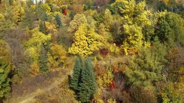 아름다운 가을 숲에 밝은 따뜻 한 아침 햇살 아래 다채 로운 나무들이 있고 맨 위에서 내려다 보인다. 우크라이나 하리코프의 버려진 숲 항공 사진. 사람들 과 가족들을 위해 신선 한 공기를 마시며 여가를 즐길 곳 — 비디오