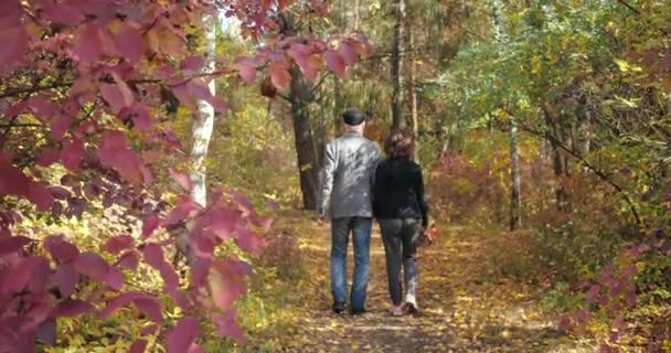 Paseo activo a través de un acogedor bosque de otoño en un clima soleado de una pareja de ancianos tomados de la mano, disparando desde detrás de las hojas rojas de los arbustos. Marido y esposa jubilados pasean entre los árboles del bosque . — Vídeos de Stock