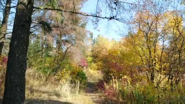 Fotografía cinematográfica por delante del camino del bosque otoñal en clima soleado. Hermoso callejón camino forestal rodeado de muchos árboles por la hierba. Buen lugar para relajarse y caminar al aire libre. Acogedor parque para paseo romántico . — Vídeos de Stock