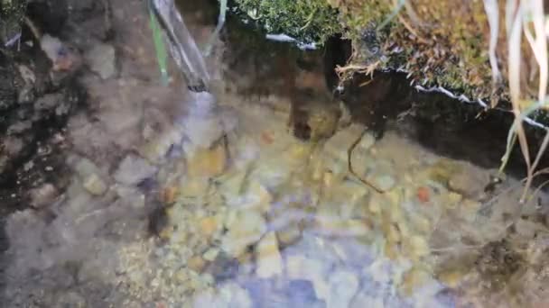 Clean small stream of water flows down from the tubercle into clear water with pebbles at the bottom among the grass in forest in sunny spring weather, close-up view. Narrow stream flows in nature. — Stock Video