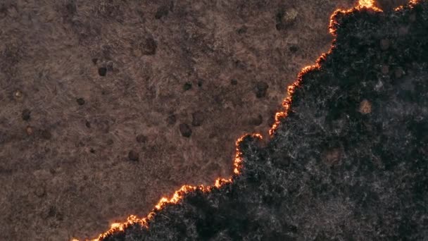 Vista superior e sobrevoando o campo com uma linha de fogo. Filmagem de vídeo épica, nuvens de fumo, a propagação do fogo. Desmatamento, queima de relva seca. Alterações climáticas e ecologia. Incêndio rural não controlado — Vídeo de Stock