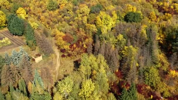 遠くのパンは、明るい太陽に照らされたカラフルな秋の木々と街の外の美しい森の空撮。自然の中で屋外で家族や友人と余暇を過ごすための良い暖かい場所. — ストック動画