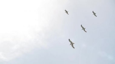 Parlak bulutlu bir gökyüzünde kar beyazı martılarının oluşturduğu uzun ve güzel bir uçuş. Deniz kuşları yerden yükseklerde süzülür yaz aylarında güneşin parlaklığına karşı, alttaki çekim.