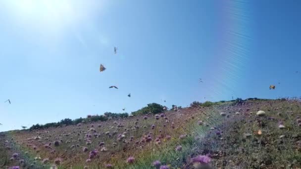 Mariposas naranjas voladoras sobre hermosas flores lila en el cálido día soleado de primavera en cámara lenta. Viniendo tiro de la naturaleza y mariposas volando sobre hierba y flores en el campo. Hermoso insecto . — Vídeo de stock