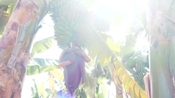 Foto inferior de una hermosa palmera de plátano con apetitosos plátanos verdes creciendo en ella bajo el sol brillante. Plantaciones de plátanos en la isla de Tenerife. Famosos plátanos de azúcar canario en la hierba . — Vídeo de stock