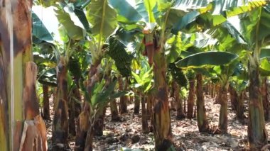Tenerife muz tarlaları bahar mevsiminde parlak güneşin altında, yakın çekim. Egzotik kanarya şekeri ağaçlarda yetişen yeşil muzlar. Takımadalardaki en önemli ürün ve meyvelerden biri..