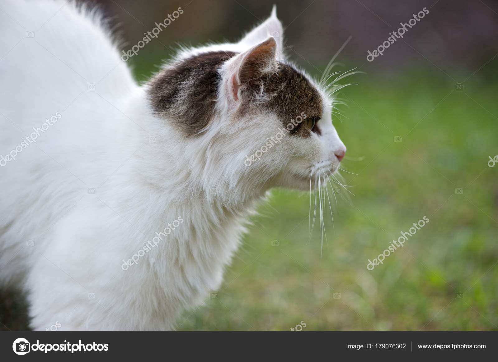 Photo White Brown Cat Profile Back Arched Concentrated Something Front Stock Photo Image By C Oleksiiklonkin