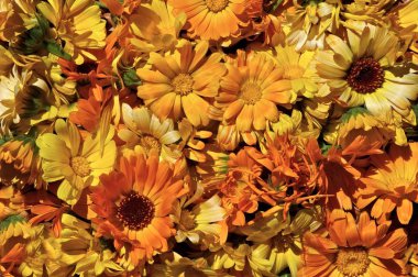 Kadife çiçeği (Calendula) ve Gazania karamela bebek (Afrika papatya) çiçekler. Güzel, parlak renkli çiçek Closeup.