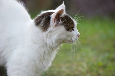 Beyaz ve kahverengi kedi profil fotoğrafı. Kemerli geri. Onun önünde bir şey konsantre.