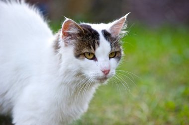 Beyaz ve kahverengi kedi profil fotoğrafı. Kemerli geri. Konsantre.