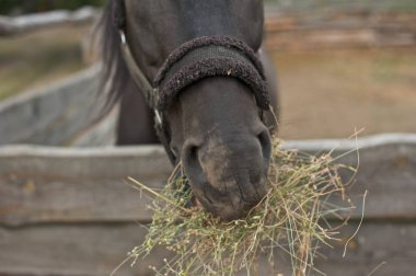 Saman üzerinde çiğneme at köpek ağızlığı bir portre resim.
